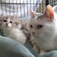MILKA CHA, chatte à adopter