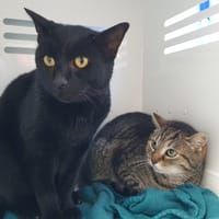 IZEURE CHA, chatte à adopter