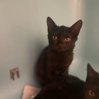 PANAMA, chatte à adopter