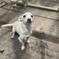 GUYANA, chienne à adopter