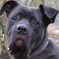 MYNDI PAA23049, chienne à adopter