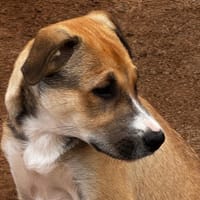 JAKE, chien à adopter