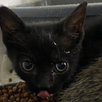 Soline, chatte à adopter