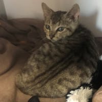 Timba (en cours d'adoption), chat à adopter