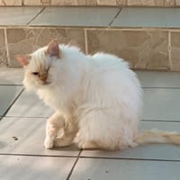 Ryan, chat à adopter