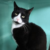 Pepito CAB4633, chat à adopter
