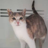CLOCHETTE CHA, chatte à adopter