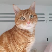 KINDER CHA, chat à adopter