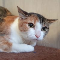 ALICE CHA, chatte à adopter