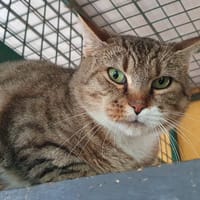 KERRY CHA, chatte à adopter