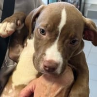 RUBY, chienne à adopter