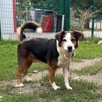 GARGAMELLE, chien à adopter