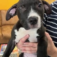 AKKO, chien à adopter