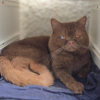 MI AMOR, chat à adopter