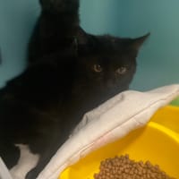 ARGENTINA, chatte à adopter