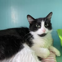 LAVANDE, chatte à adopter