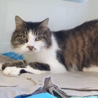 NINA CHA, chatte à adopter