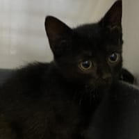 Nerys, chatte à adopter