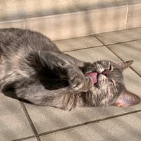 Mona, chatte à adopter