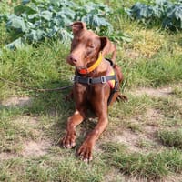 CALVIN HAA24640, chien à adopter