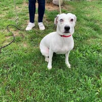 ROXIE, chienne à adopter