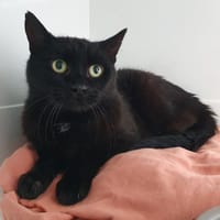 MOUSTIQUE CHA, chat à adopter