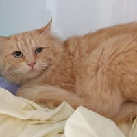 MALICIA CHA, chatte à adopter