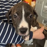 GUCCI, chien à adopter