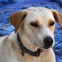 RIPLEY, chienne à adopter