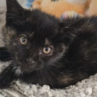 ARIELLE, chatte à adopter