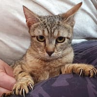 MOUCHE CHA D, chatte à adopter