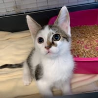 Hydra [chaton], chatte à adopter