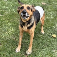Nancy CAA14167, chienne à adopter