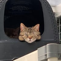 LAPINE, chatte à adopter