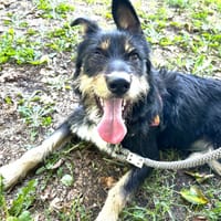DARIUS, chien à adopter