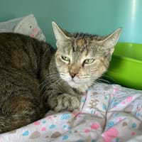 POUSSIERE, chatte à adopter