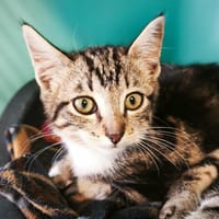 CHATCLAUDE, chat à adopter