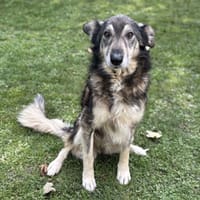 Cheyenne CAA14168, chienne à adopter