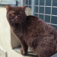 Dandy, chat à adopter