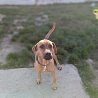 HAIKO, chien à adopter