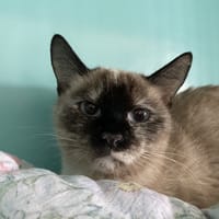 LEXA, chatte à adopter