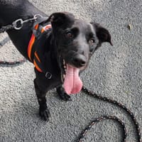 Baltazar, chien à adopter