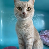 KAWET, chatte à adopter