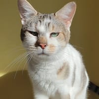 PYRALE CHA c, chatte à adopter