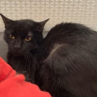 Candy, chatte à adopter