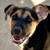SATO, chien à adopter