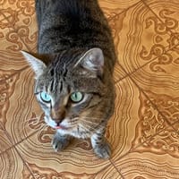 Neva, chatte à adopter