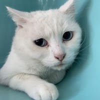FRISBEE, chat à adopter