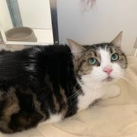 Ivy, chatte à adopter