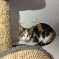 NALA - PROMISE / MERCI, chatte à adopter